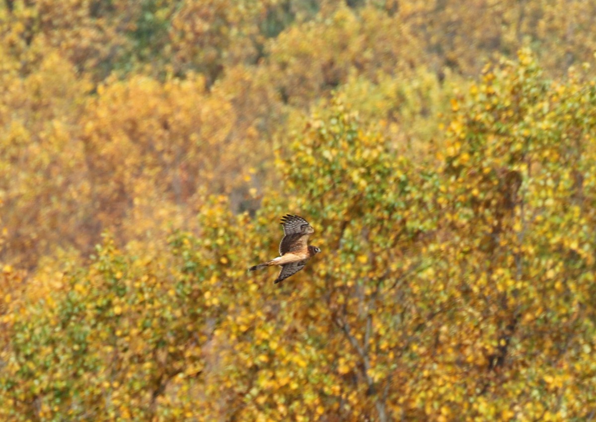 Northern Harrier - ML383569101