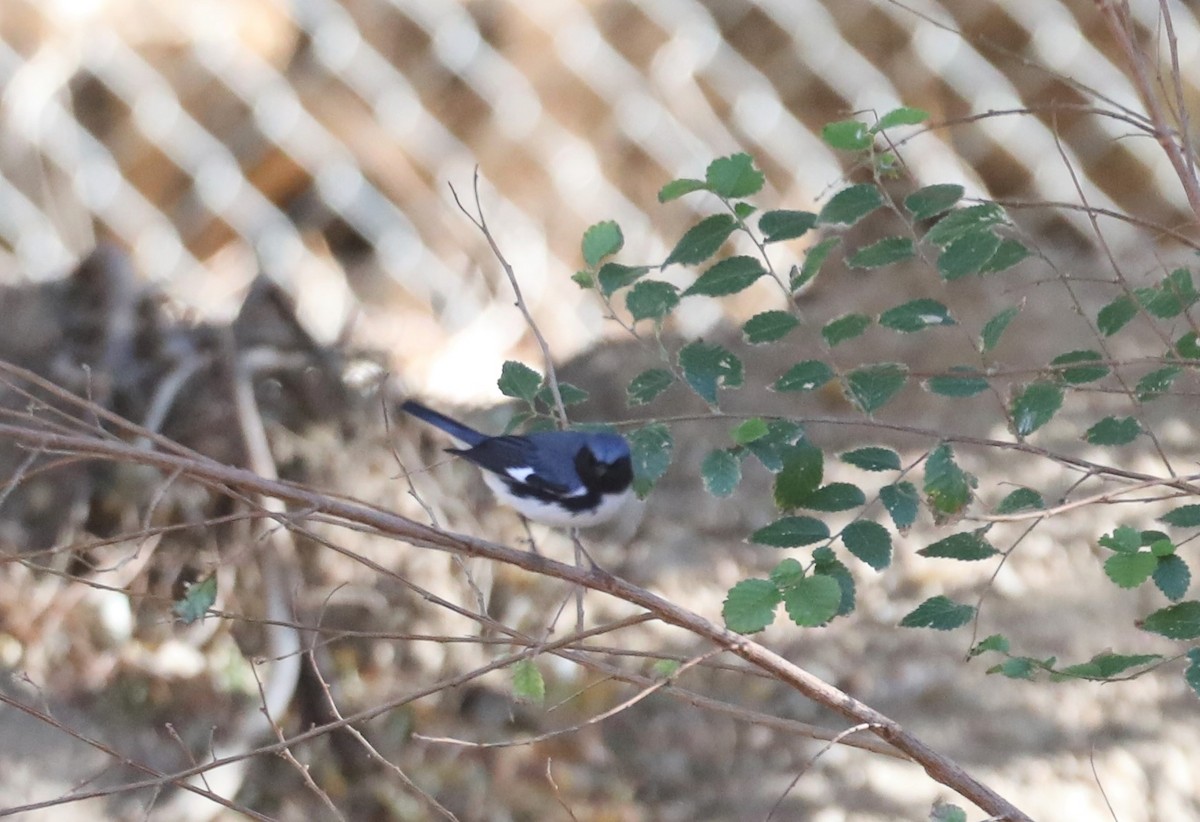 Black-throated Blue Warbler - Kerry Ross