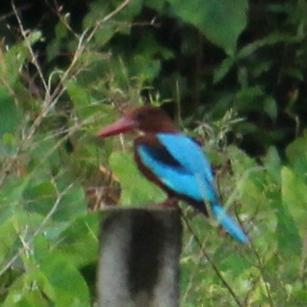 White-throated Kingfisher - ML383569621