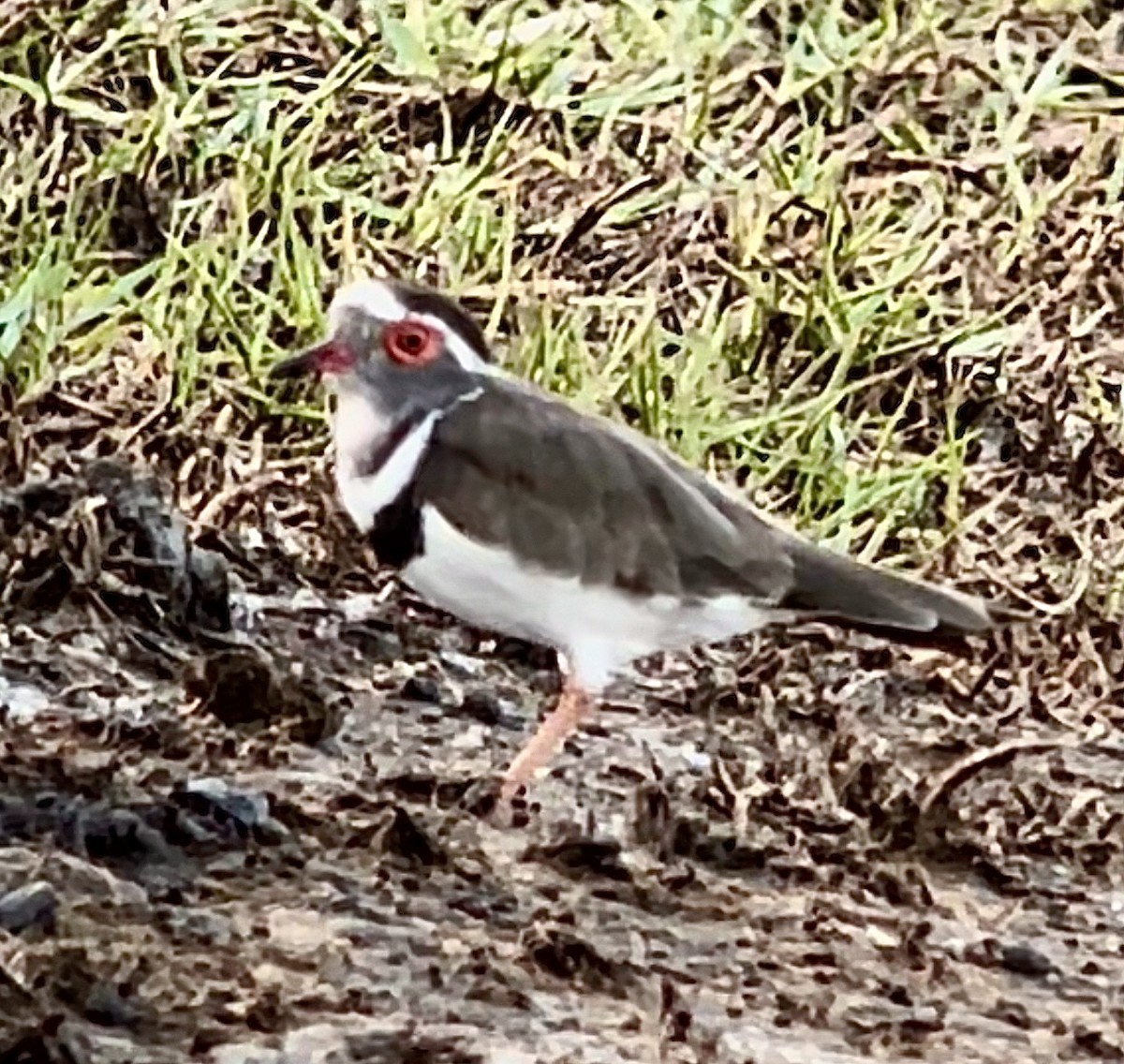 Three-banded Plover - ML383569931
