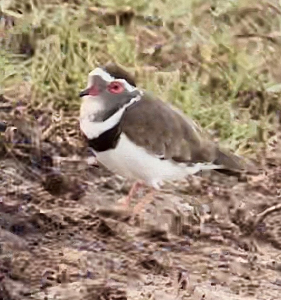 Three-banded Plover - ML383569941