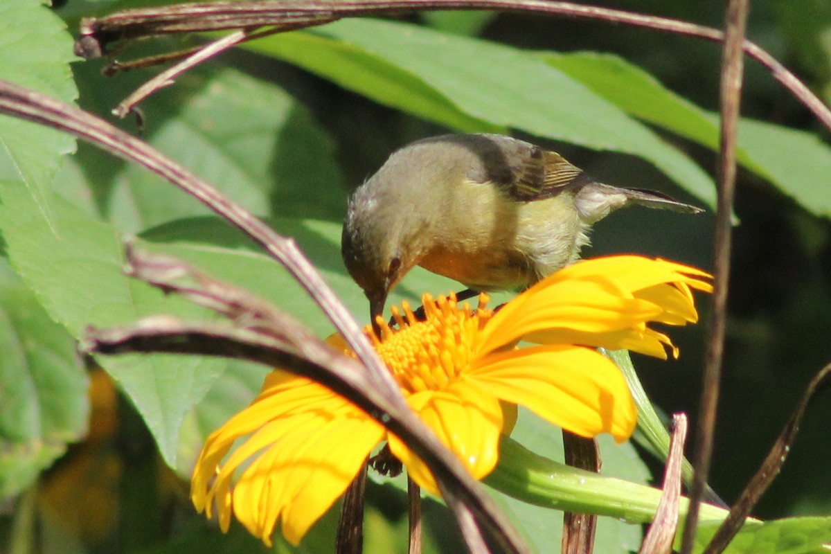 Olive Sunbird - ML383570181