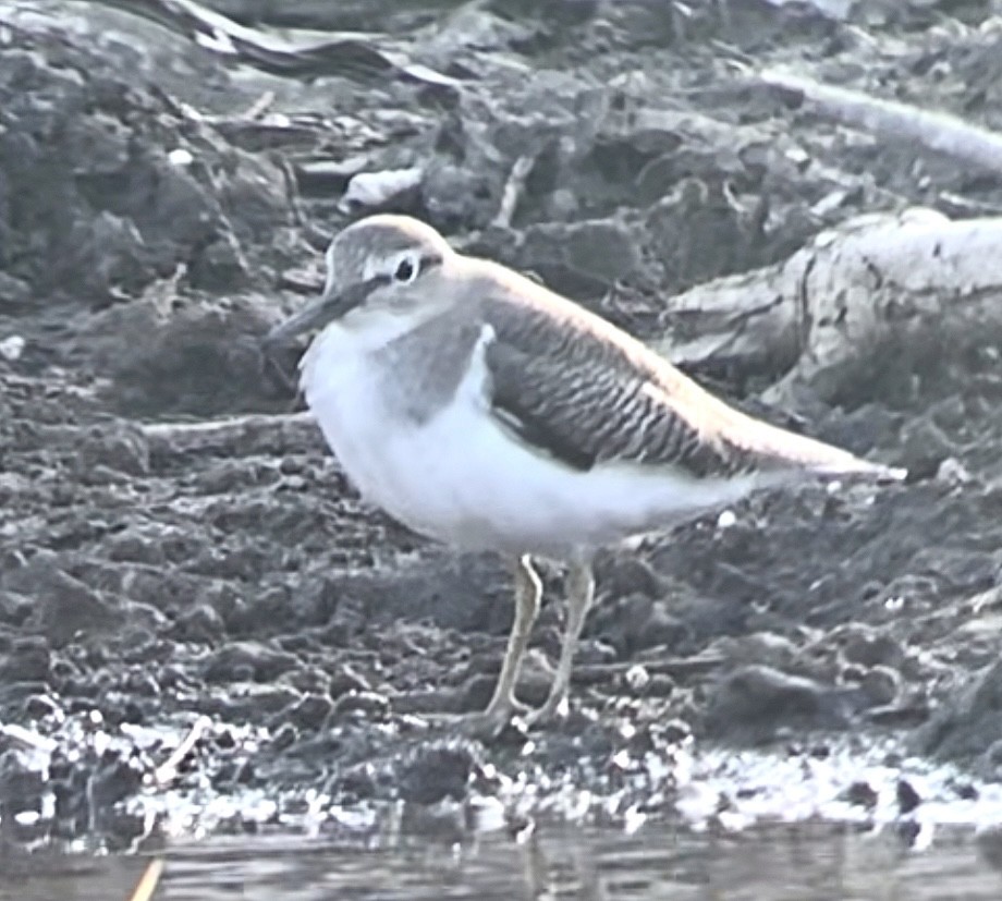 Хайргын хөгчүү - ML383570211