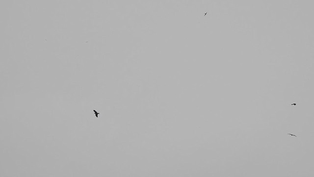 Black Kite - ML383570461