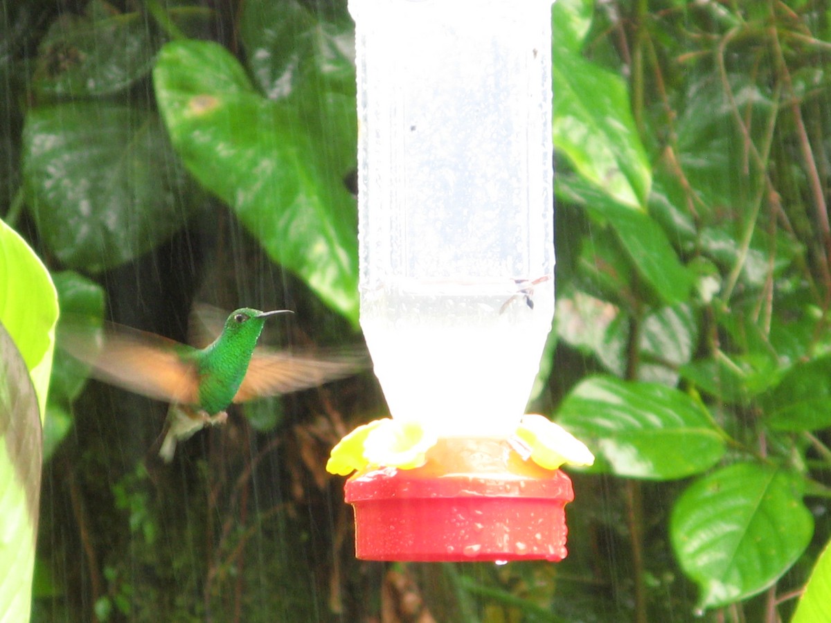 Stripe-tailed Hummingbird - Tyler Stuart