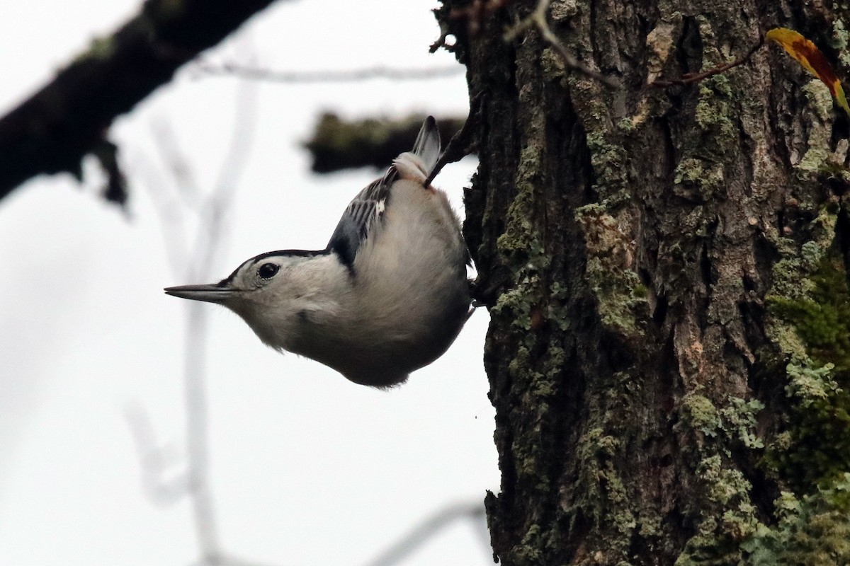 White-breasted Nuthatch - ML383571381
