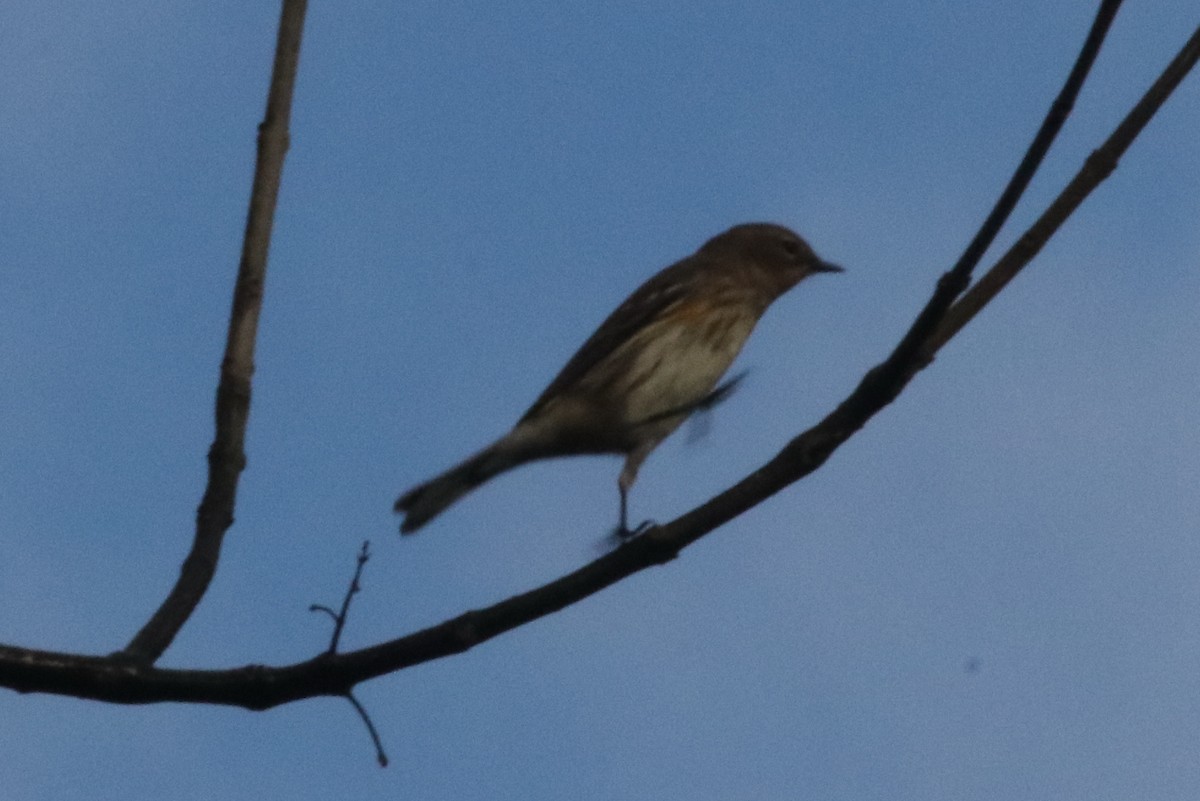 Yellow-rumped Warbler - ML383571631