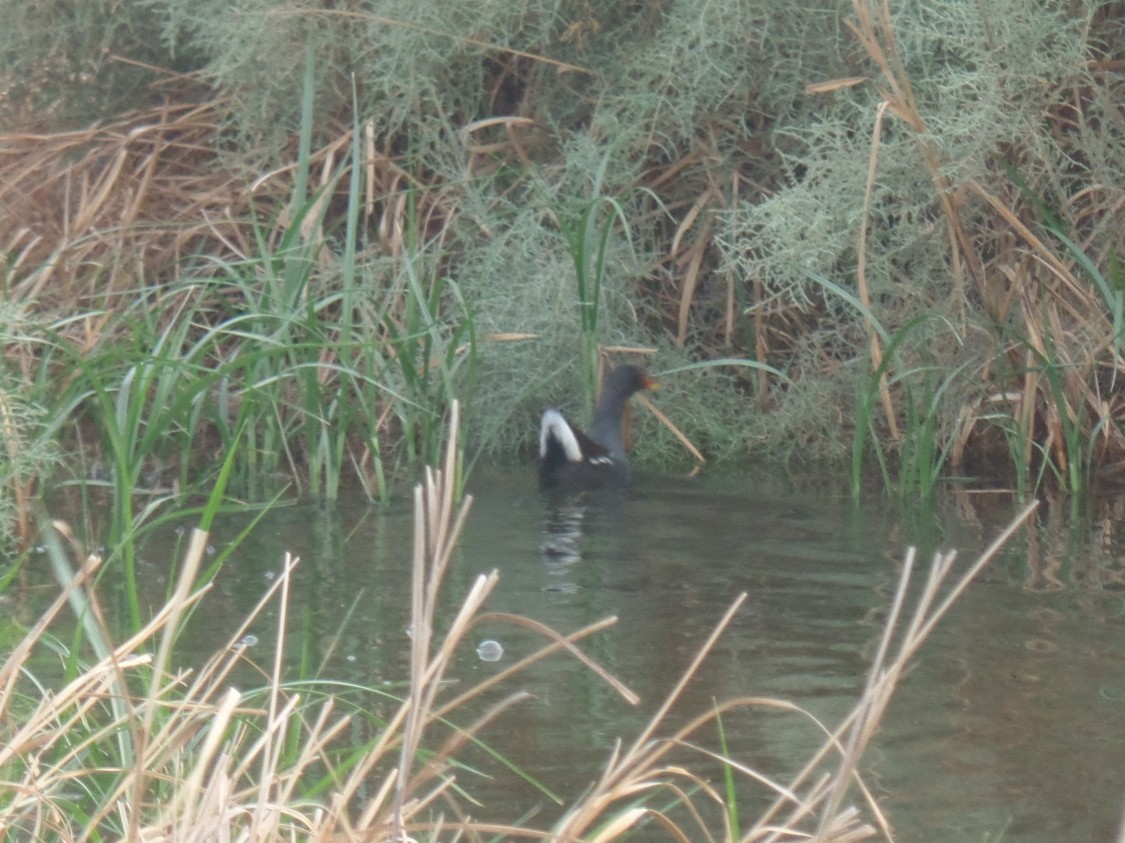 Eurasian Moorhen - ML383573011