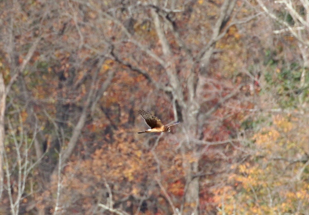 Northern Harrier - ML383573071