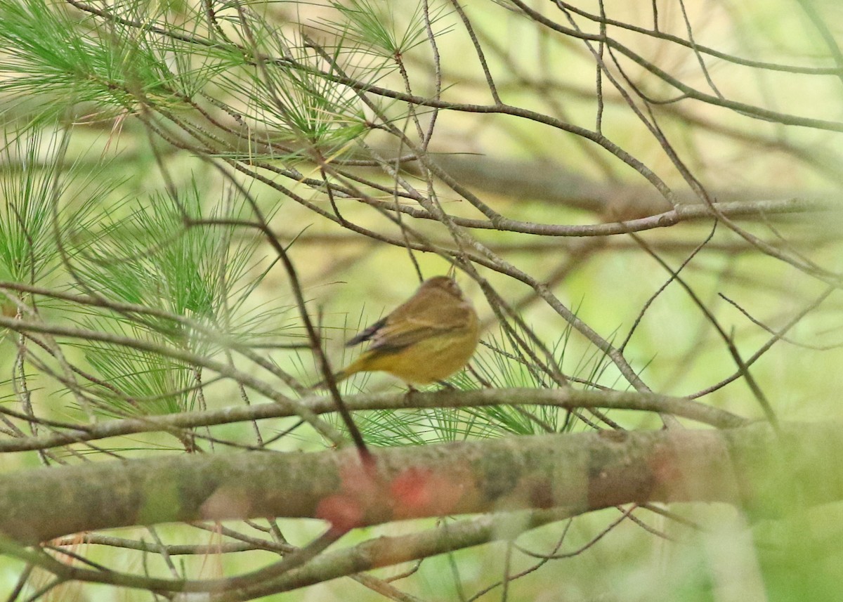 Palm Warbler - Elizabeth Brensinger