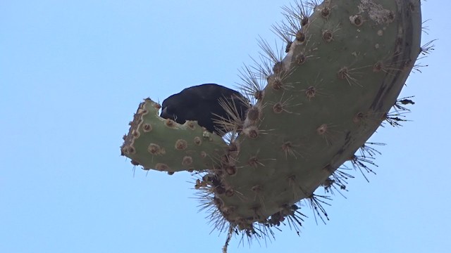 Common Cactus-Finch - ML383574561