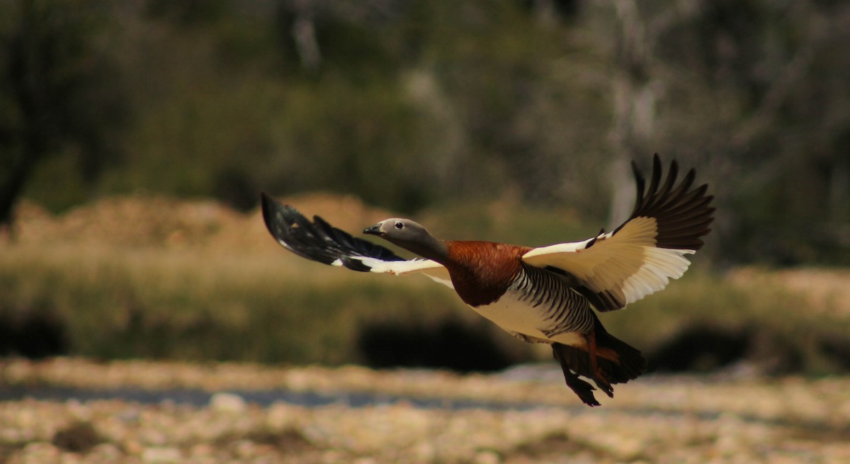 Ashy-headed Goose - ML383575091