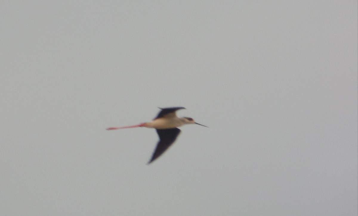 Black-winged Stilt - ML383575221