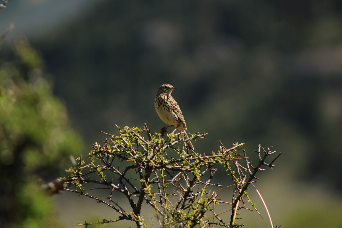 Correndera Pipit - ML383575271