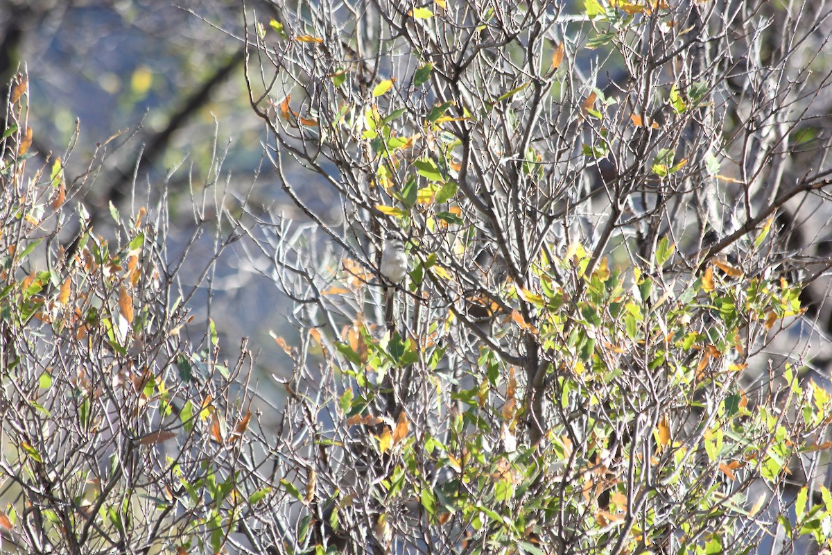 Gray Vireo - Travis Mangione