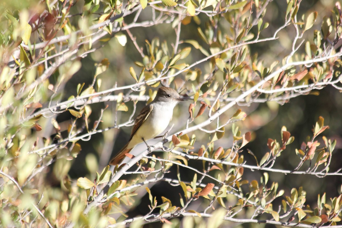 Ash-throated Flycatcher - ML383575461