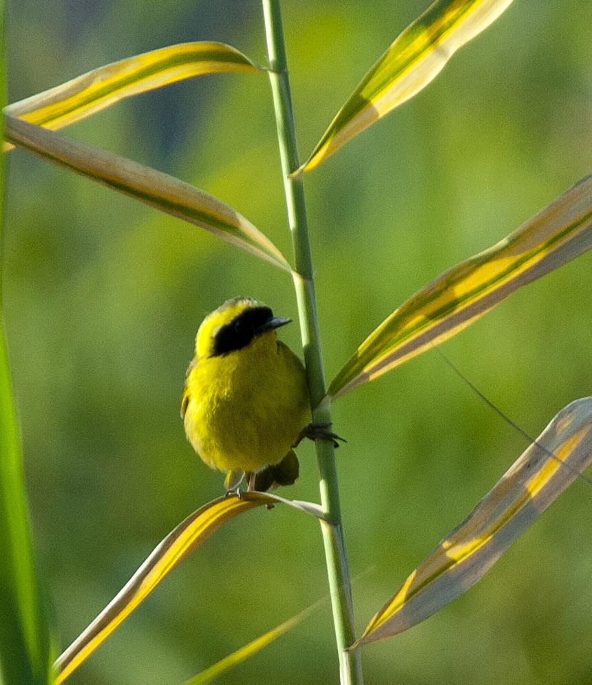 Belding's Yellowthroat - ML383575771