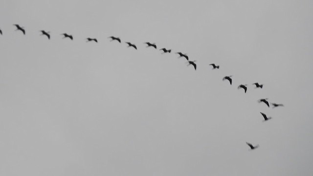 ibis hnědý - ML383576621