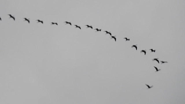 Glossy Ibis - ML383576621