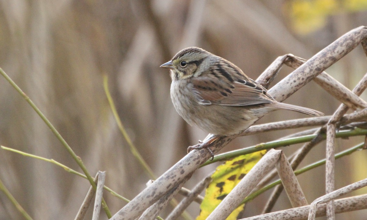 Swamp Sparrow - ML383577071