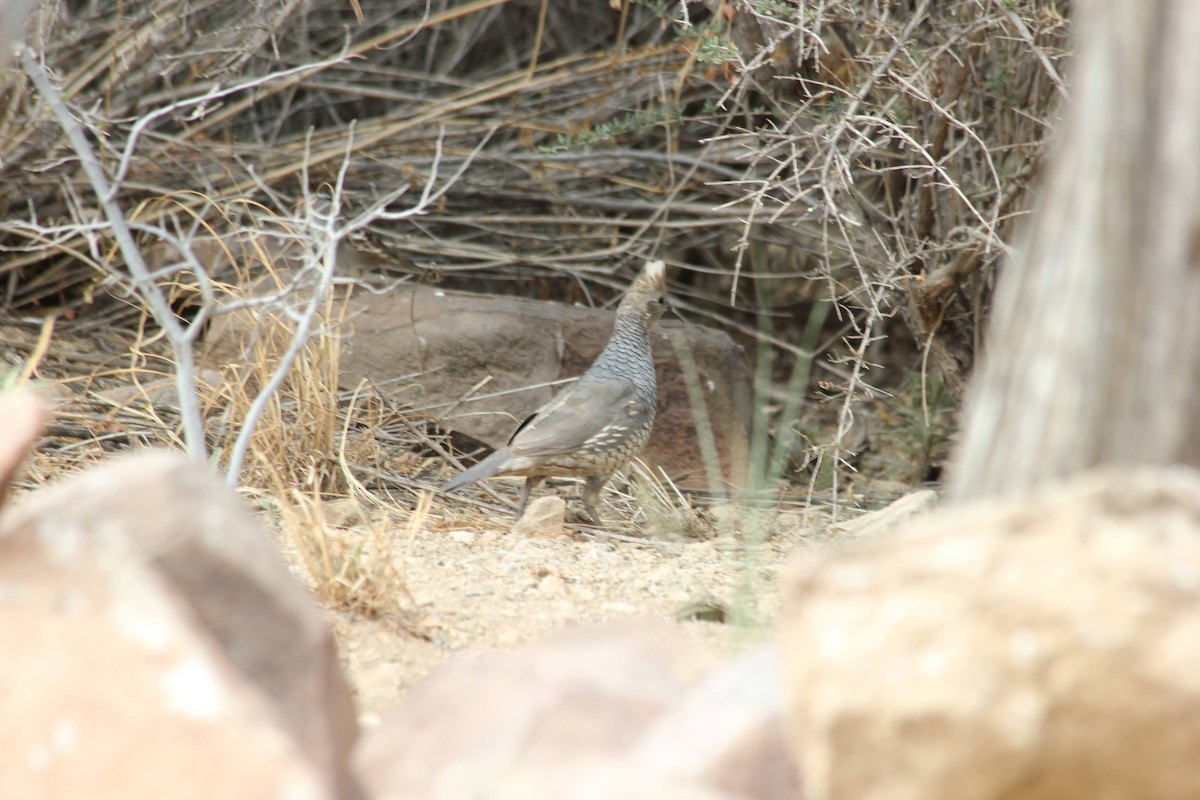 Scaled Quail - ML383577301