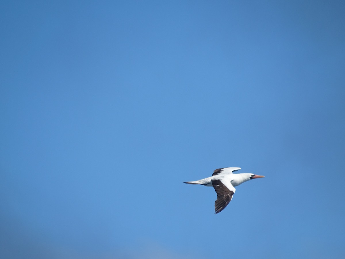 Nazca Booby - ML383577421