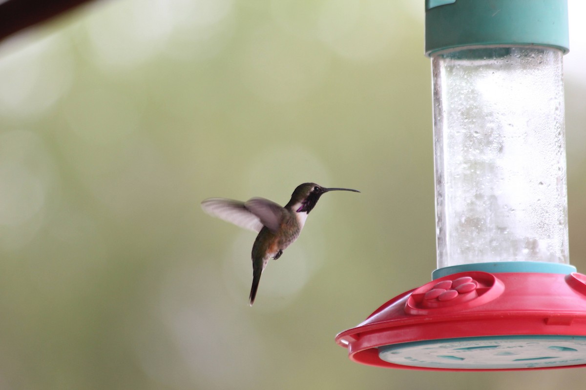 Lucifer Hummingbird - ML383577741