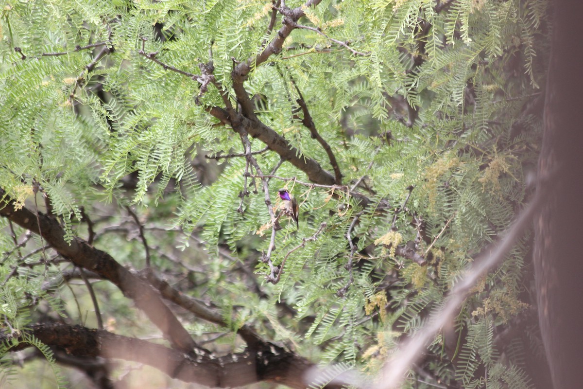 Colibrí Luminoso - ML383577751