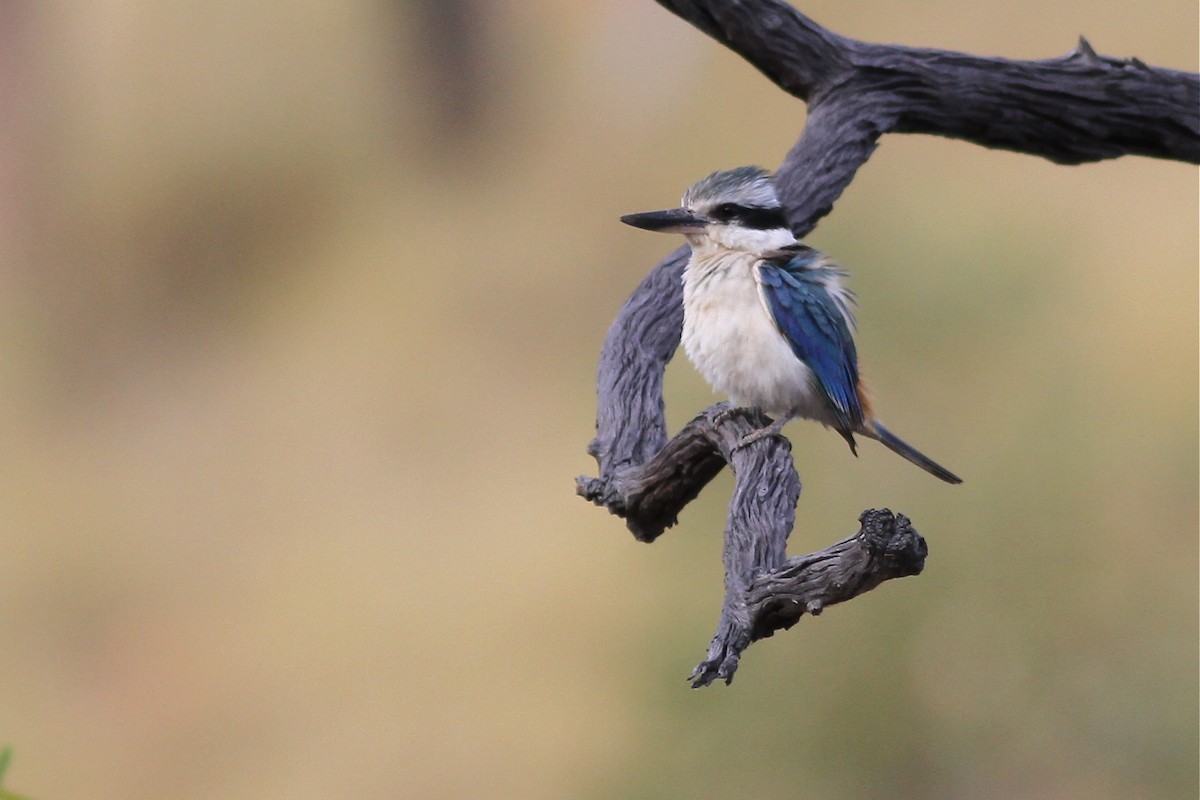 Red-backed Kingfisher - Chris Wiley