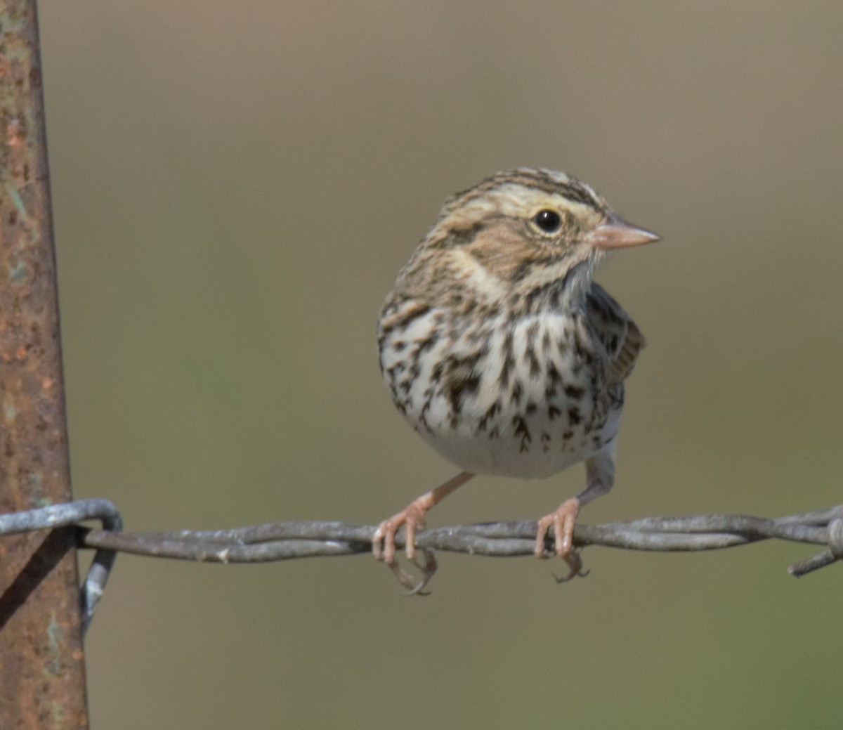 Savannah Sparrow - ML383577861