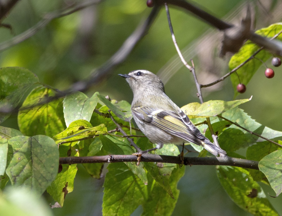 Golden-crowned Kinglet - Alan Biggs