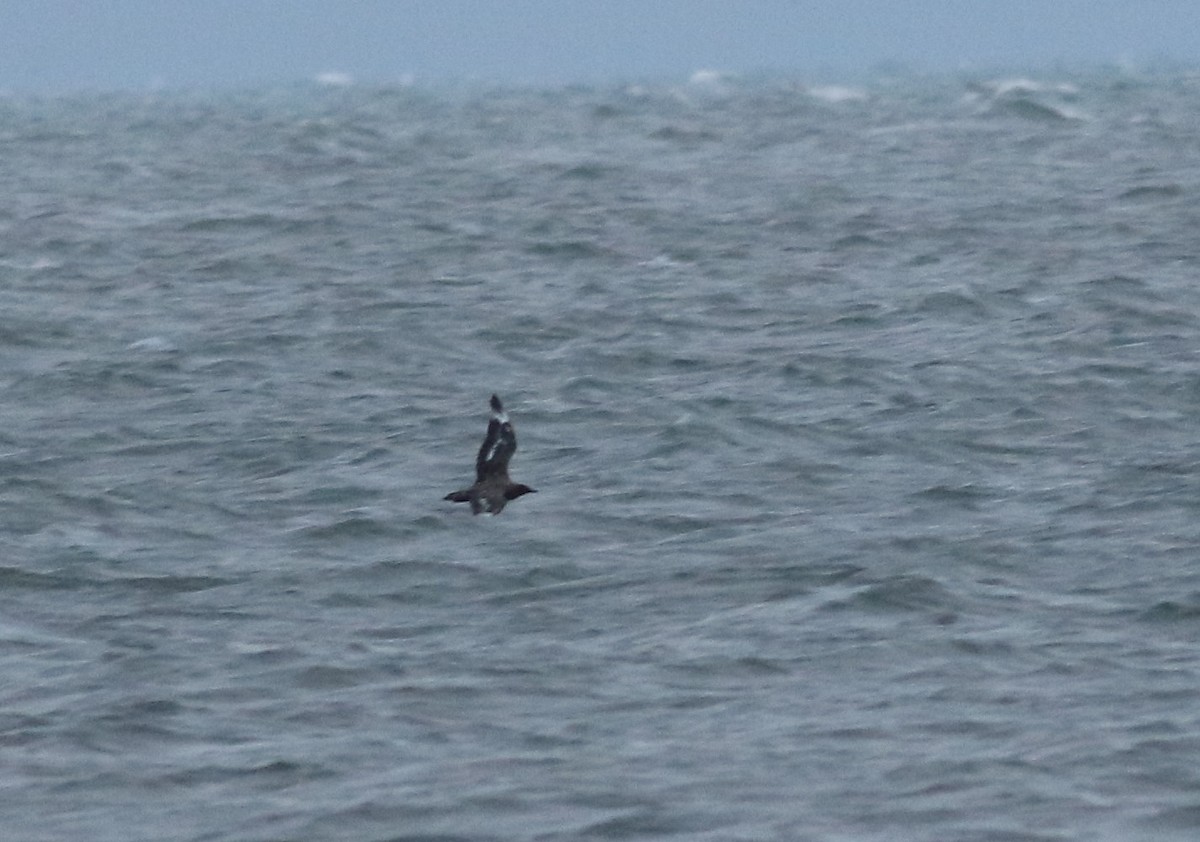 Great Skua - ML383579271