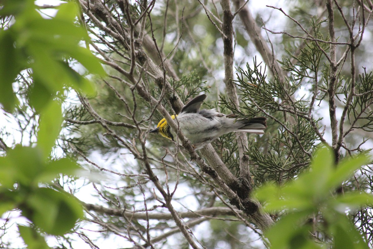 Golden-cheeked Warbler - ML383579781