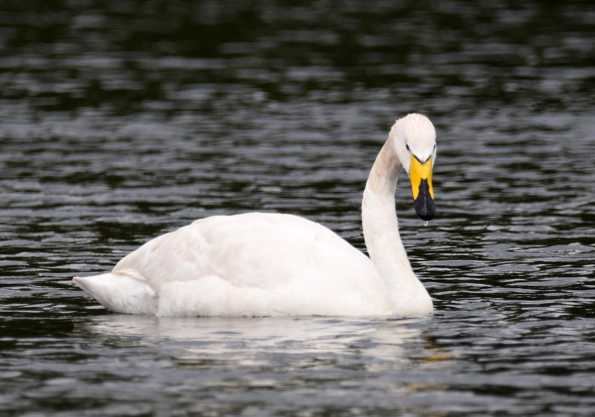 Whooper Swan - A Emmerson