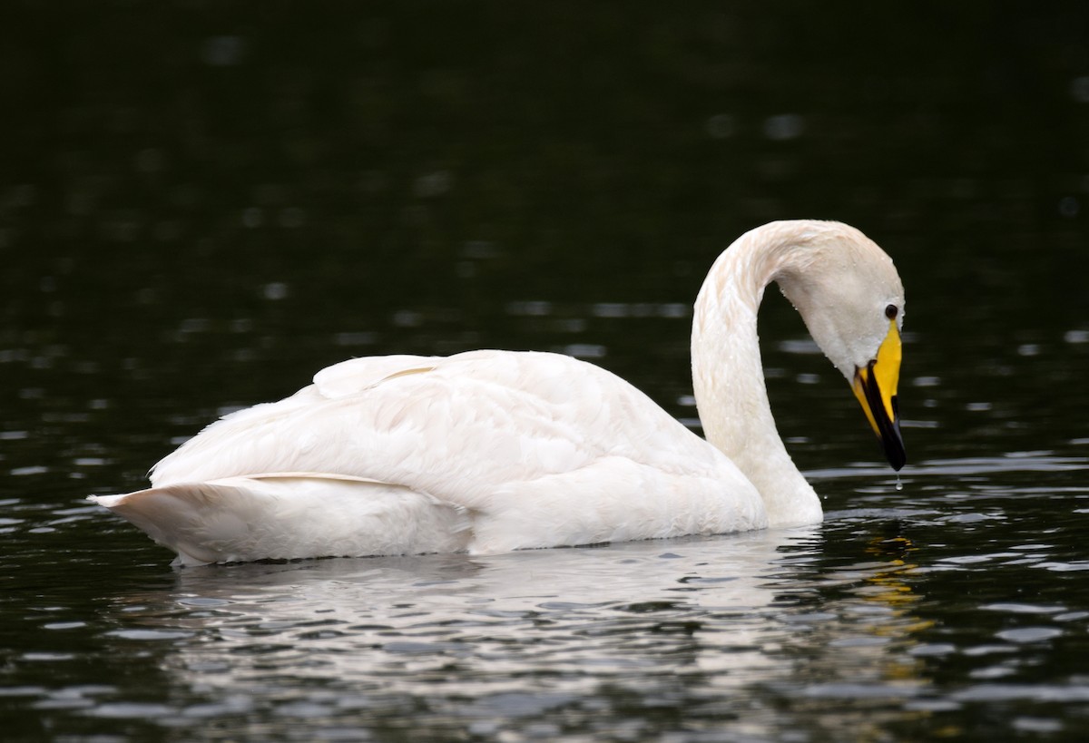 Whooper Swan - A Emmerson