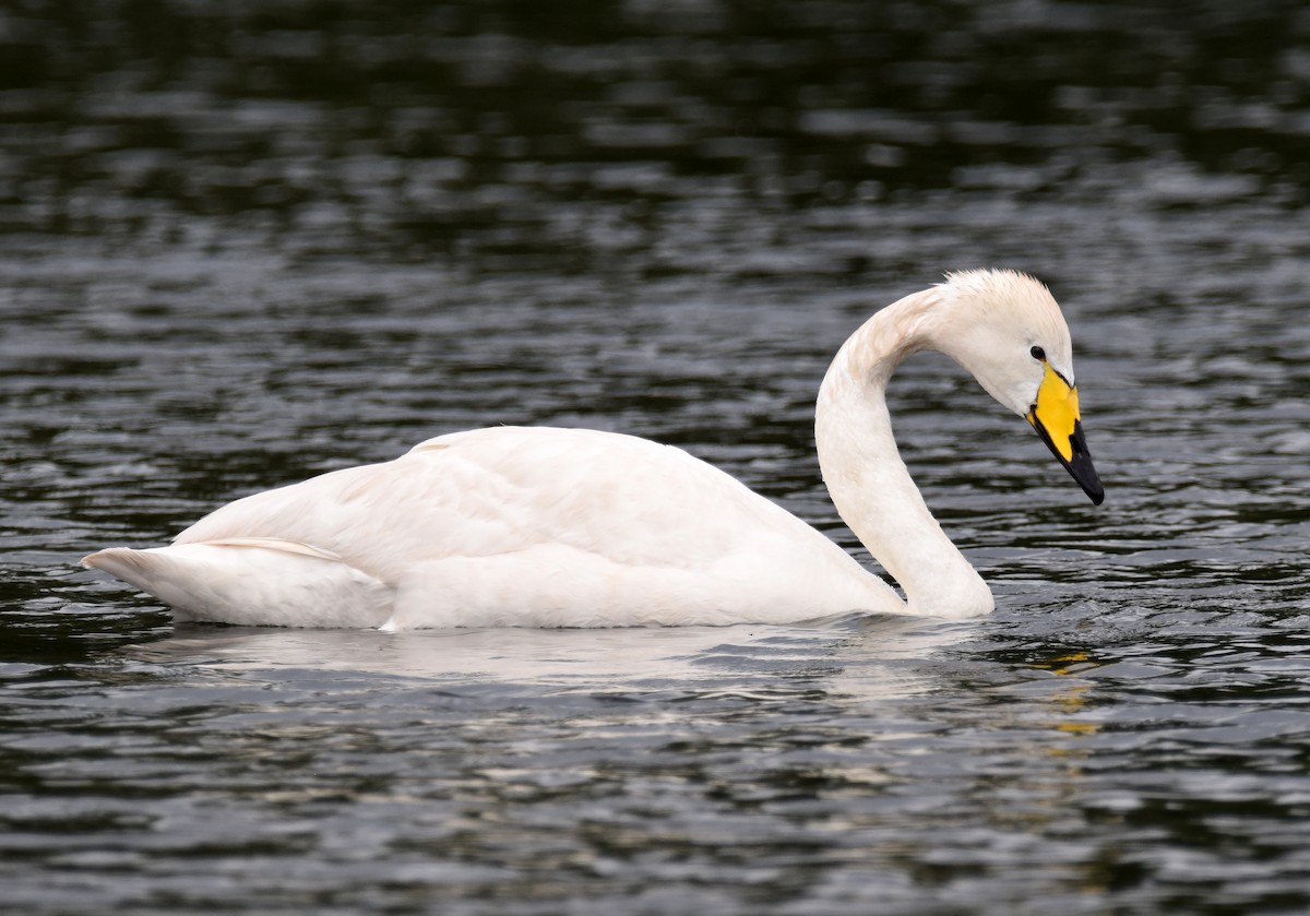 Whooper Swan - A Emmerson