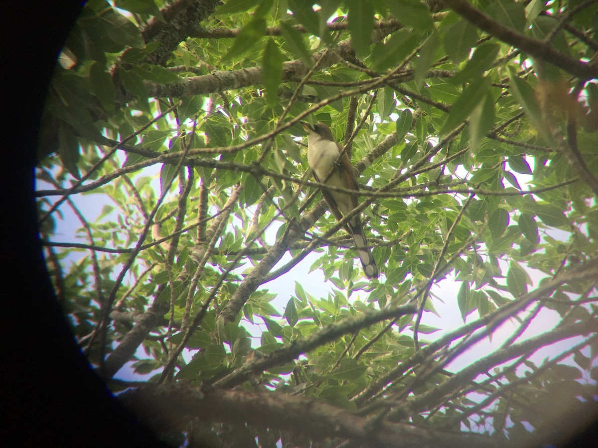 Yellow-billed Cuckoo - ML383580451