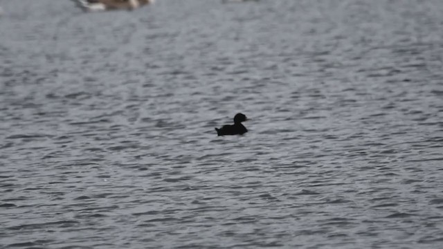 Common Scoter - ML383581811