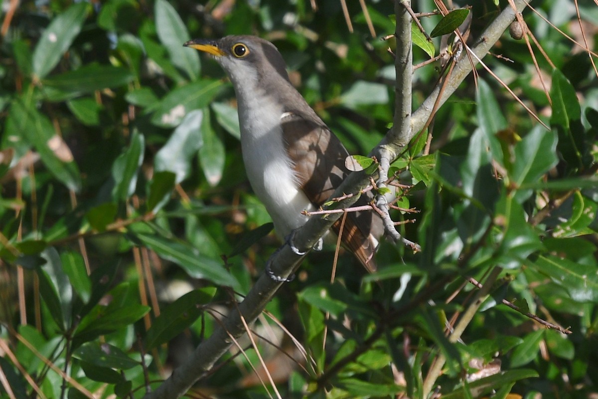 Yellow-billed Cuckoo - ML383582971