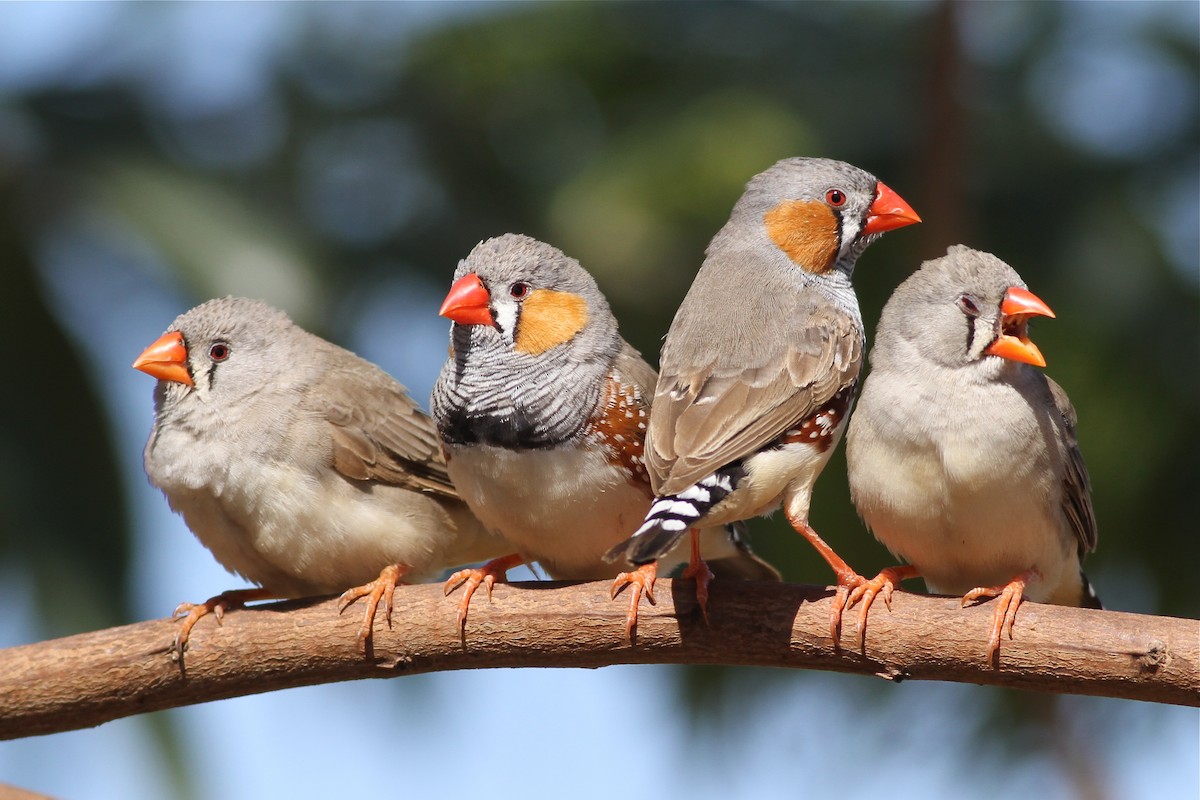 Zebra Finch (Australian) - ML38358331