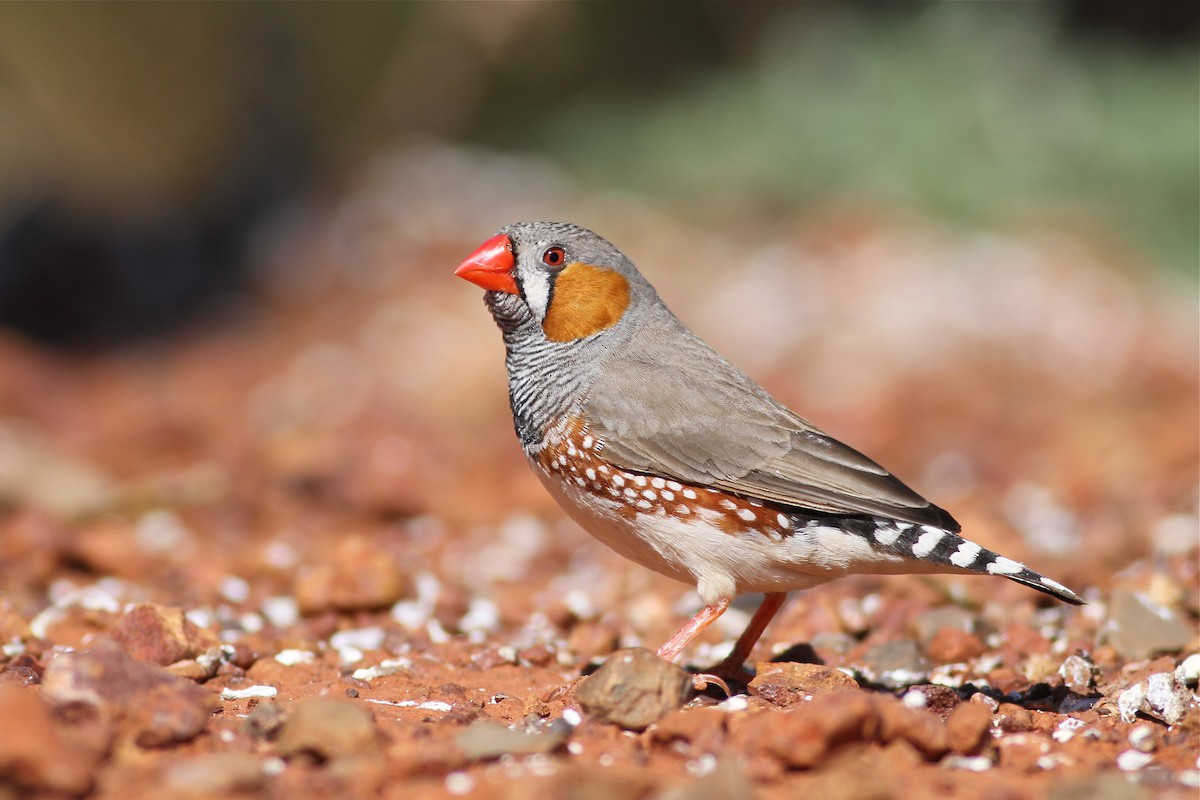 Zebra Finch (Australian) - ML38358341