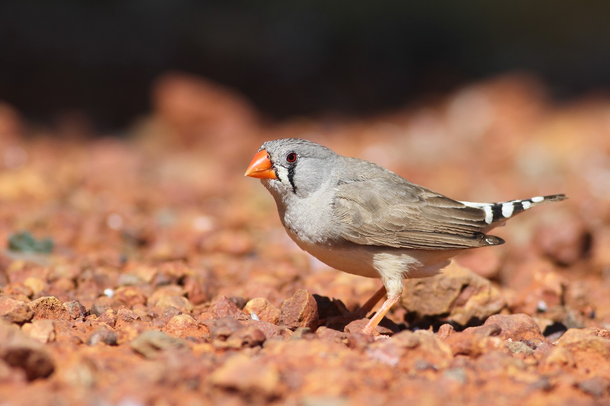 Zebra Finch (Australian) - ML38358351