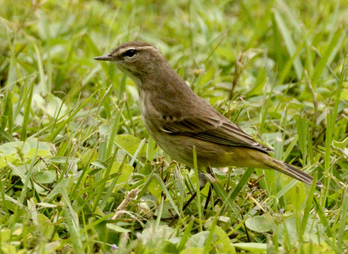 Palm Warbler - ML383583901