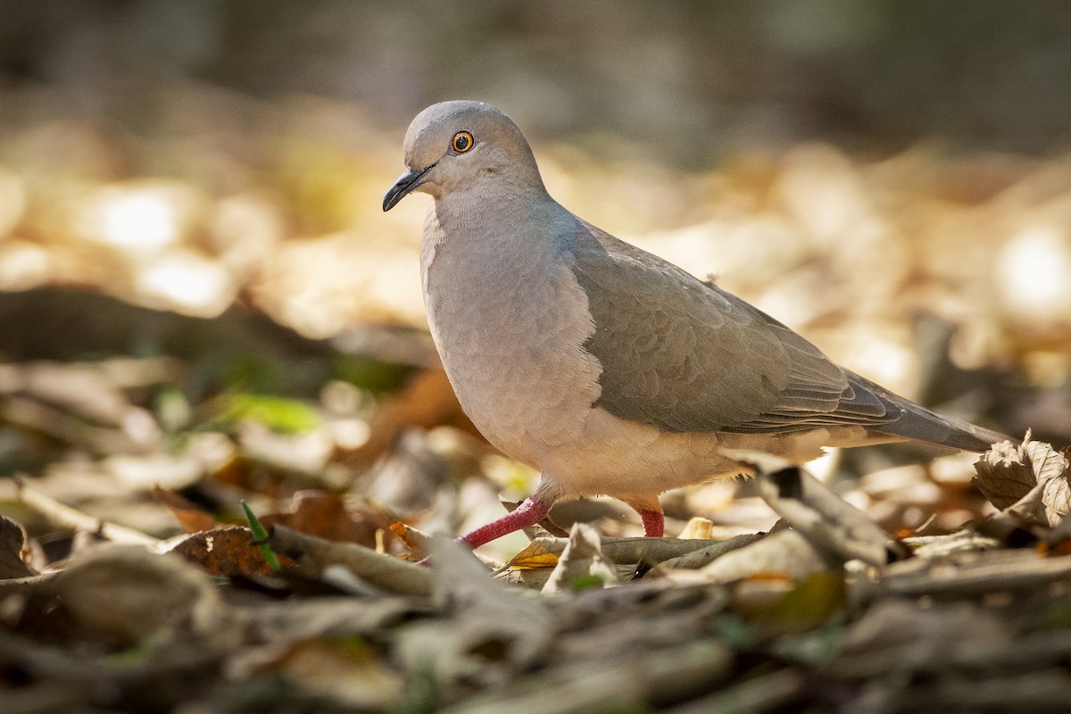 White-tipped Dove - ADRIAN GRILLI