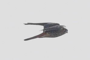 American Kestrel - ML383584091