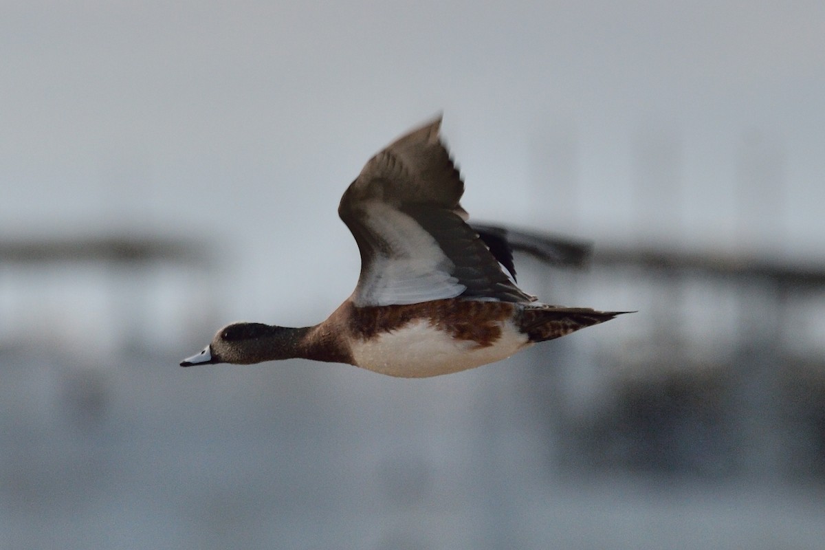 American Wigeon - ML383584211