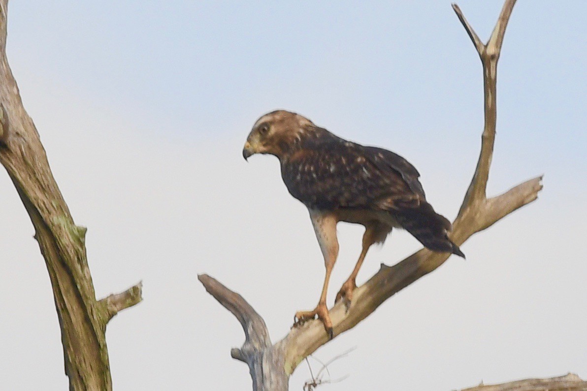 Red-shouldered Hawk - barbara segal