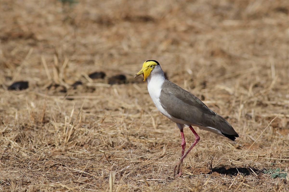 Masked Lapwing - ML38358501