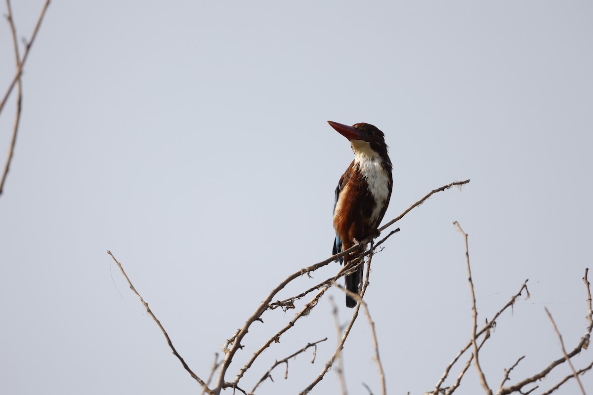 White-throated Kingfisher - Virendra Goswami