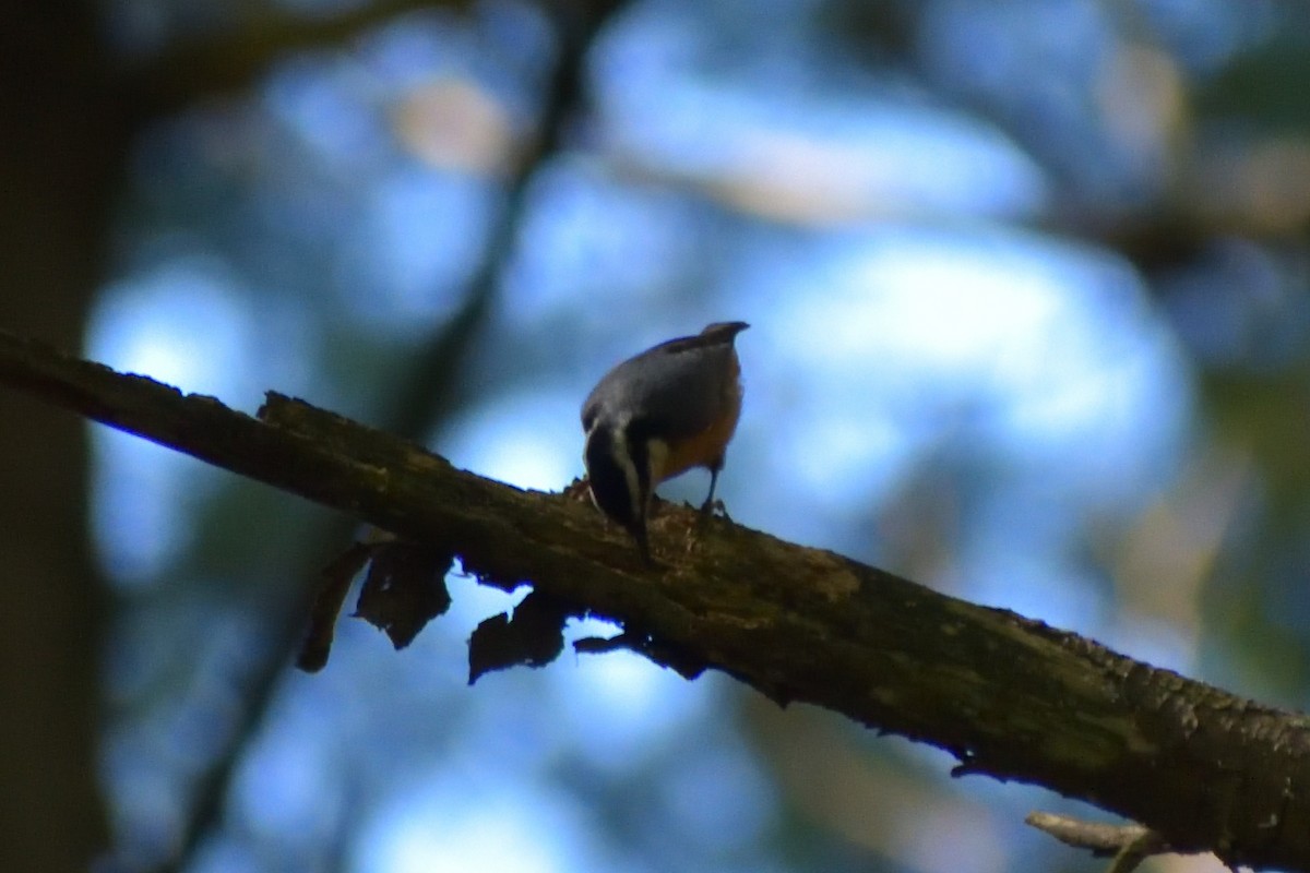 Red-breasted Nuthatch - ML383587601